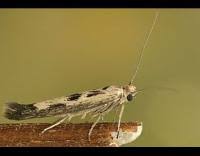 Attēlu rezultāti vaicājumam “Scythris limbella”