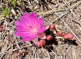 Attēlu rezultāti vaicājumam “Libanotis montana flower”