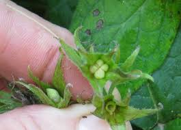 Attēlu rezultāti vaicājumam “Symphytum officinale bud”