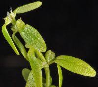 Attēlu rezultāti vaicājumam “Callitriche verna leaf”