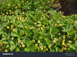Attēlu rezultāti vaicājumam “Waldsteinia geoides”