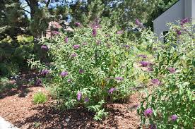 Image result for Buddleja davidii