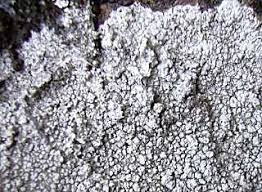 Attēlu rezultāti vaicājumam “Pertusaria amara”