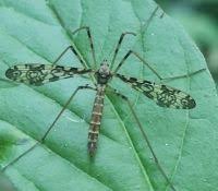 Attēlu rezultāti vaicājumam “Epiphragma ocellare”