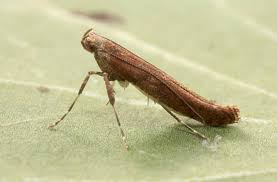 Attēlu rezultāti vaicājumam “Caloptilia hemidactylella”