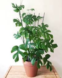 Attēlu rezultāti vaicājumam “Diderma radiatum stalked”