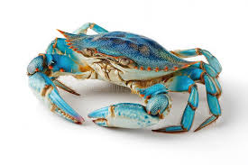 Image result for Callinectes sapidus