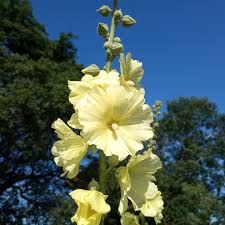 Image result for Alcea rugosa