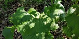 Attēlu rezultāti vaicājumam “Rumex aquaticus bud”