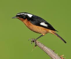 Image result for Phoenicurus moussieri