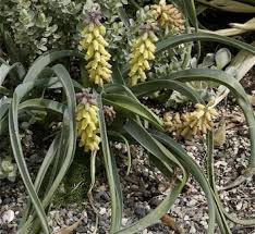 Attēlu rezultāti vaicājumam “Muscari botryoides leaf”