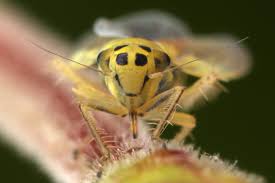 Attēlu rezultāti vaicājumam “Macrosteles sp. nymph”