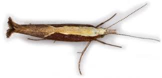 Attēlu rezultāti vaicājumam “Ypsolopha dentella”