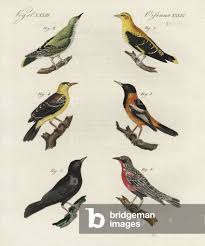 Attēlu rezultāti vaicājumam “Oriolus oriolus male”