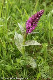 Attēlu rezultāti vaicājumam “Dactylorhiza majalis subsp. baltica bud”