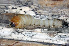 Attēlu rezultāti vaicājumam “Cerambycidae larva”