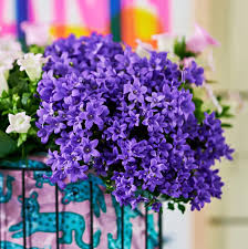 Image result for Glockenblumen