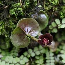 Attēlu rezultāti vaicājumam “Asarum europaeum flower”