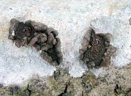 Attēlu rezultāti vaicājumam “Biscogniauxia repanda”