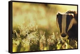 Attēlu rezultāti vaicājumam “Meles meles adult”