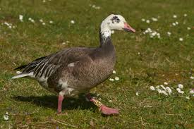 Image result for Anser caerulescens