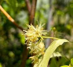 Attēlu rezultāti vaicājumam “Tilia platyphyllos Laciniata”