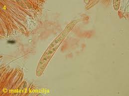 Attēlu rezultāti vaicājumam “Propolis farinosa”