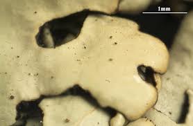 Attēlu rezultāti vaicājumam “Parmelia serrana”