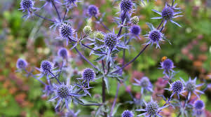 Attēlu rezultāti vaicājumam “Eryngium planum flower”
