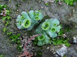 Attēlu rezultāti vaicājumam “Marchantia polymorpha”