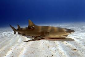 Image result for Negaprion brevirostris