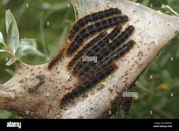 Attēlu rezultāti vaicājumam “Eriogaster lanestris”