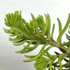 Attēlu rezultāti vaicājumam “Sedum rupestre”