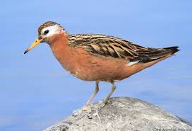 Attēlu rezultāti vaicājumam “Phalaropus fulicarius”