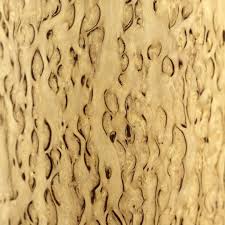 Attēlu rezultāti vaicājumam “Betula pendula var. carelica”