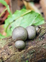 Attēlu rezultāti vaicājumam “Lycogala sp.”