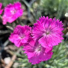Image result for Dianthus gratianopolitanus