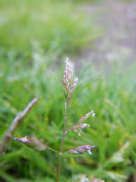 Attēlu rezultāti vaicājumam “Poa humilis”