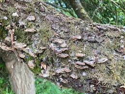 Attēlu rezultāti vaicājumam “Laurilia sulcata”