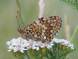 Attēlu rezultāti vaicājumam “Melitaea phoebe upperside”