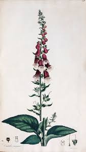 Attēlu rezultāti vaicājumam “Digitalis purpurea fruit”