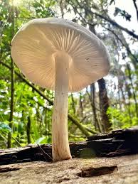 Attēlu rezultāti vaicājumam “Didymium tussilaginis”