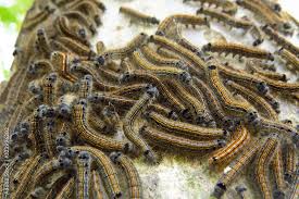 Attēlu rezultāti vaicājumam “Malacosoma neustria larva”