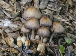 Attēlu rezultāti vaicājumam “Coprinus micaceus”