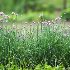 Image result for Allium schoenoprasum
