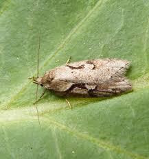 Attēlu rezultāti vaicājumam “Semioscopis steinkellneriana”