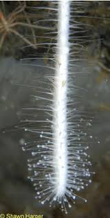 Attēlu rezultāti vaicājumam “Tubifera applanata sessile”