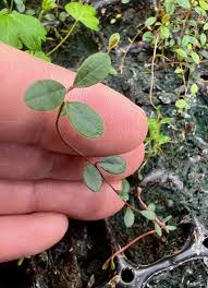 Attēlu rezultāti vaicājumam “Vaccinium vitis-idaea leaf”