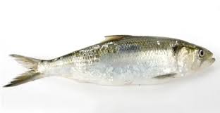 Image result for Alosa pseudoharengus