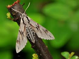 Image result for hawk moth